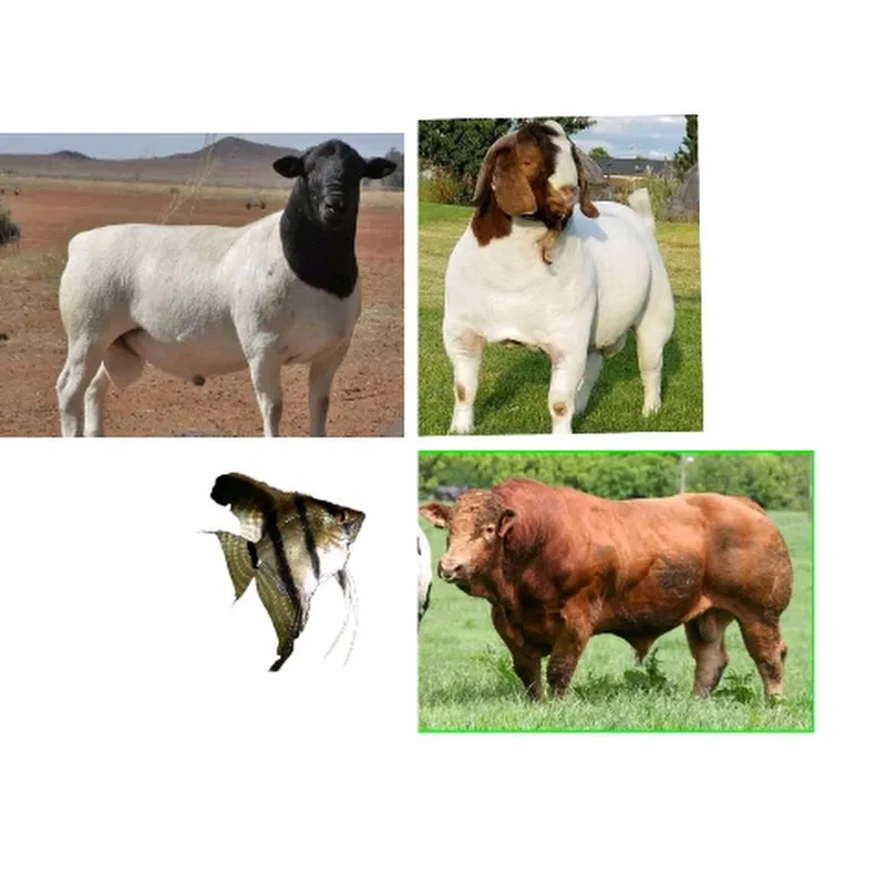 domba, kambing, sapi, dan hewan peliharaan 