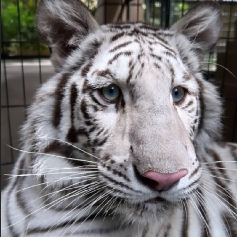 Berita Hewan Peliharaan