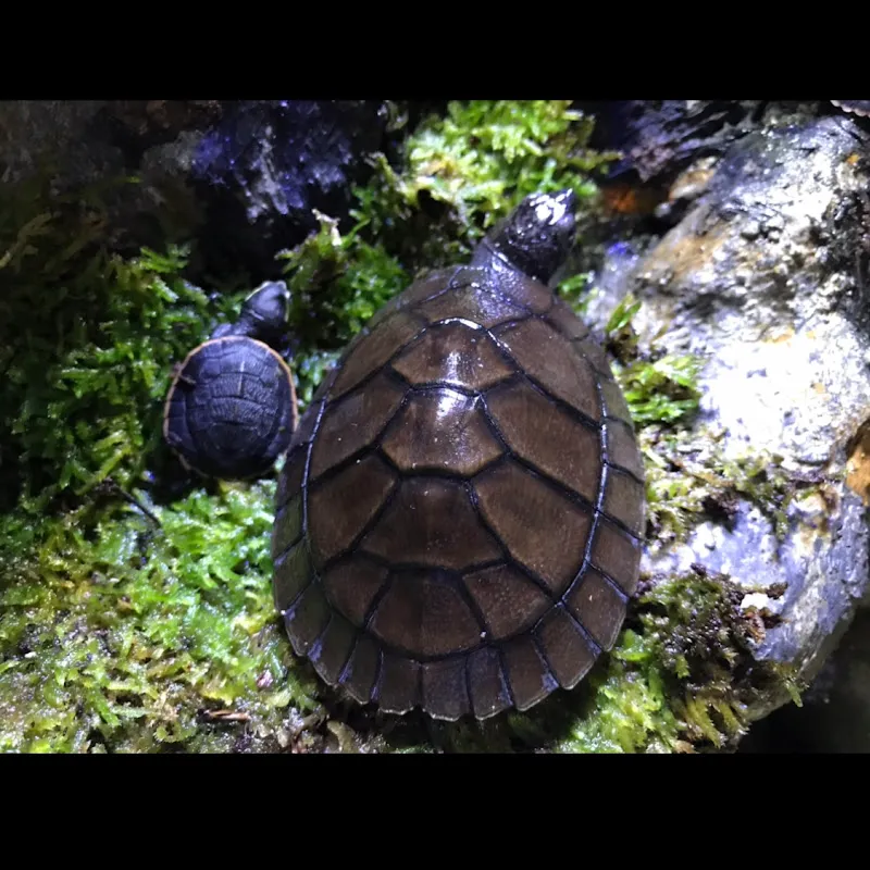 Teman Hewan Peliharaan